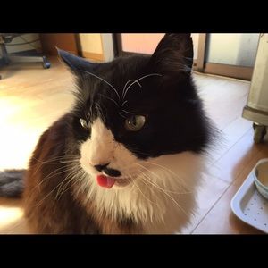 Meet your Posher, Junko